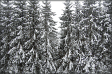Dennebomen in de sneeuw